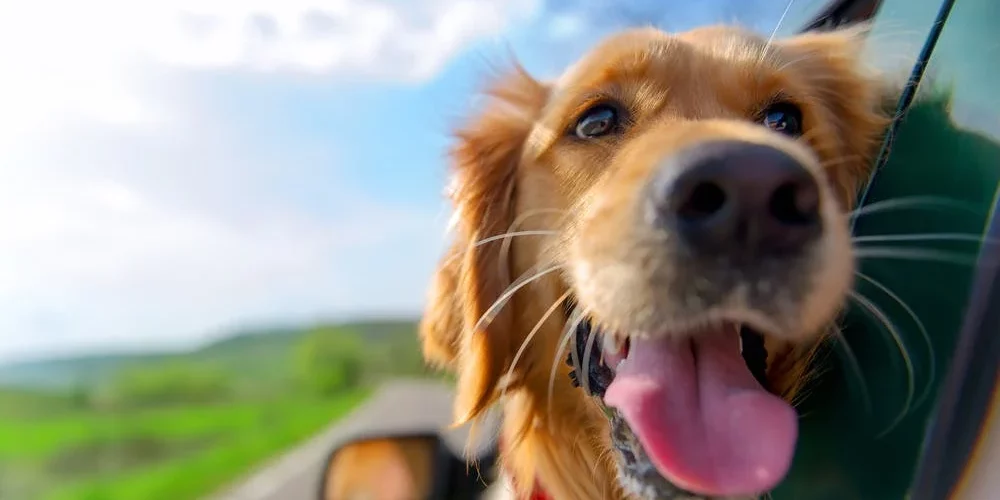 Fur-bulous Adventures; Owning a Dog in RV Parks Fur-bulous Adventures: Owning a Dog in RV Parks