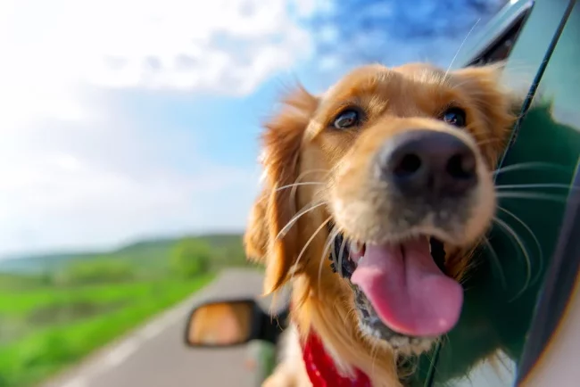 Fur-bulous Adventures; Owning a Dog in RV Parks Fur-bulous Adventures: Owning a Dog in RV Parks